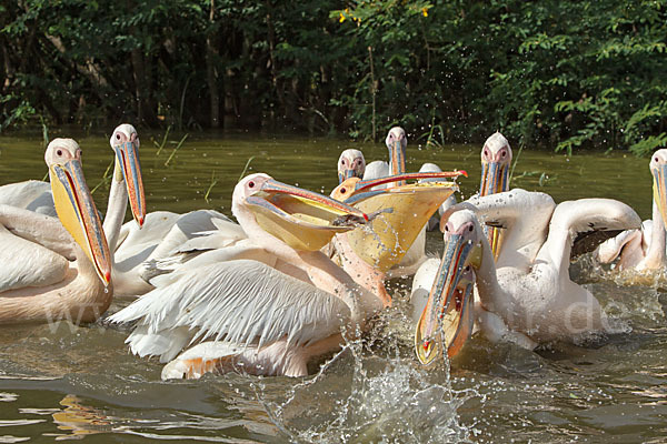 Rosapelikan (Pelecanus onocrotalus)