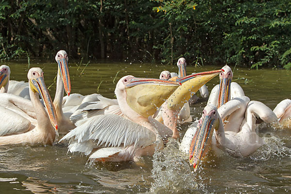 Rosapelikan (Pelecanus onocrotalus)