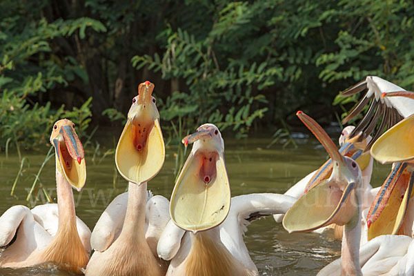 Rosapelikan (Pelecanus onocrotalus)