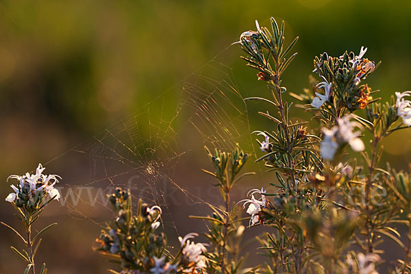 Rosmarin (Rosmarinus officinalis)