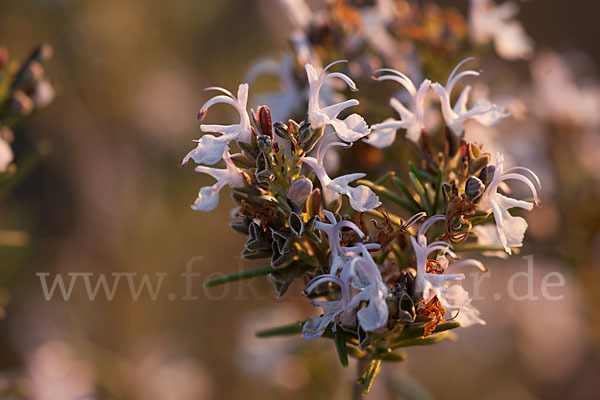 Rosmarin (Rosmarinus officinalis)