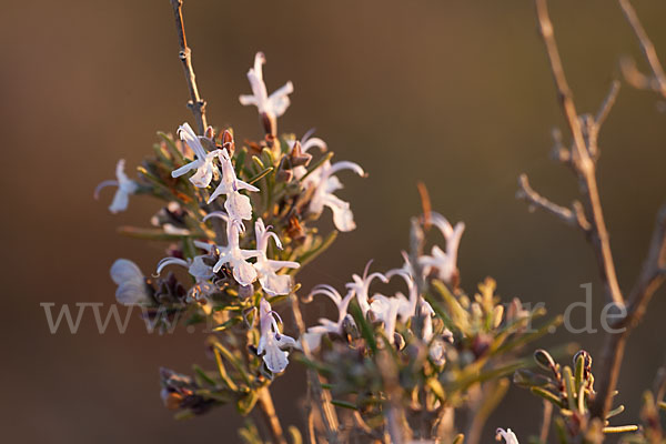 Rosmarin (Rosmarinus officinalis)