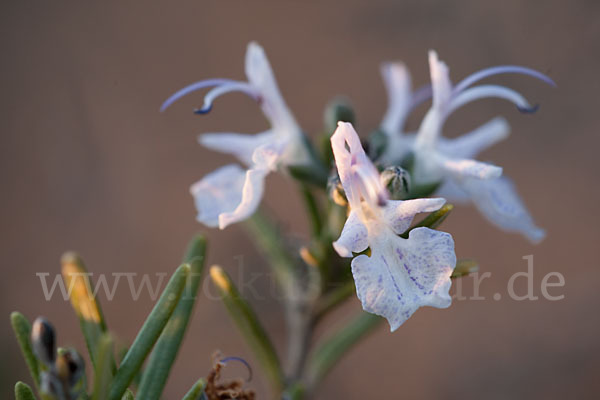 Rosmarin (Rosmarinus officinalis)