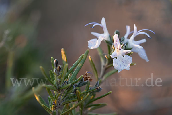 Rosmarin (Rosmarinus officinalis)