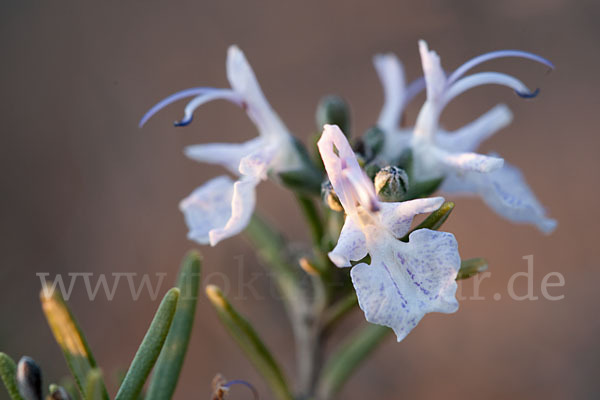 Rosmarin (Rosmarinus officinalis)