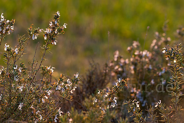 Rosmarin (Rosmarinus officinalis)