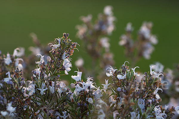 Rosmarin (Rosmarinus officinalis)