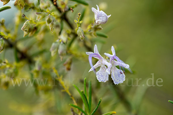 Rosmarin (Rosmarinus officinalis)