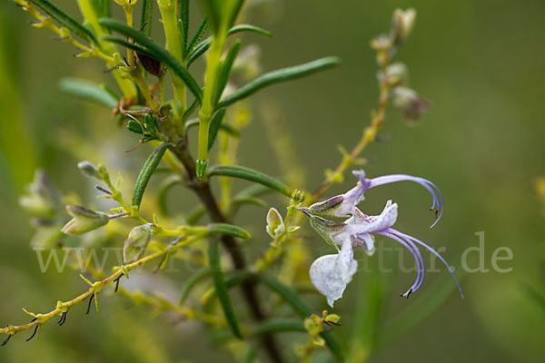 Rosmarin (Rosmarinus officinalis)