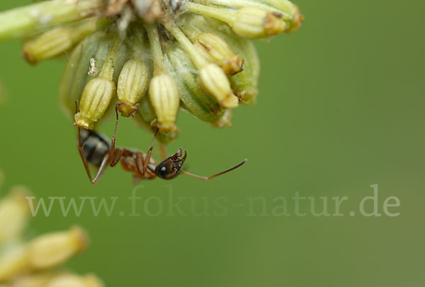 Rotbärtige Sklavenameise (Formica rufibarbis)