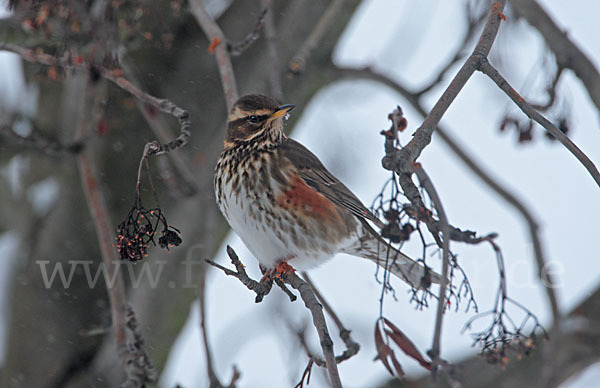 Rotdrossel (Turdus iliacus)