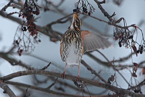 Rotdrossel (Turdus iliacus)