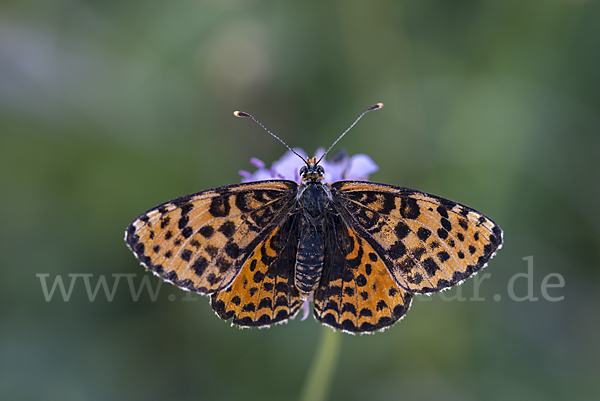 Roter Scheckenfalter (Melitaea didyma)