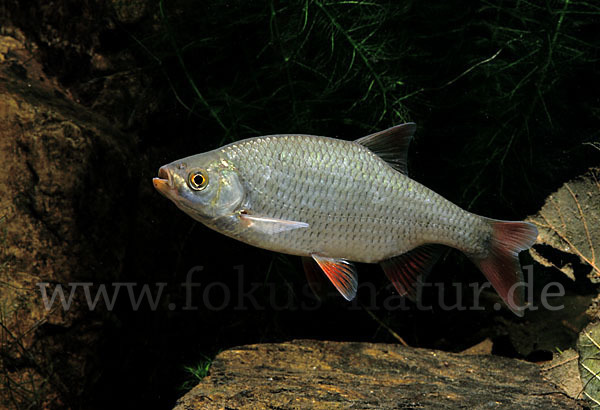 Rotfeder (Scardinius erythrophthalmus)