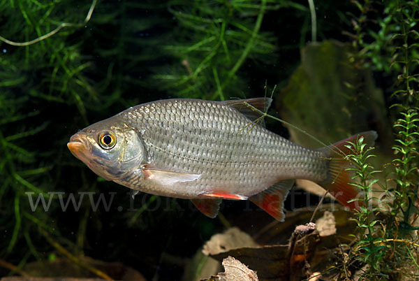 Rotfeder (Scardinius erythrophthalmus)