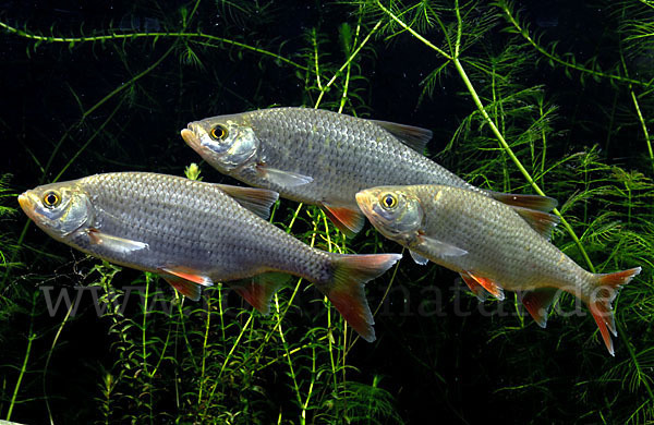 Rotfeder (Scardinius erythrophthalmus)