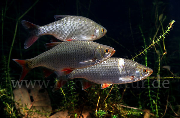 Rotfeder (Scardinius erythrophthalmus)