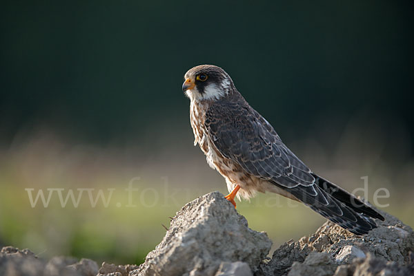 Rotfußfalke (Falco vespertinus)
