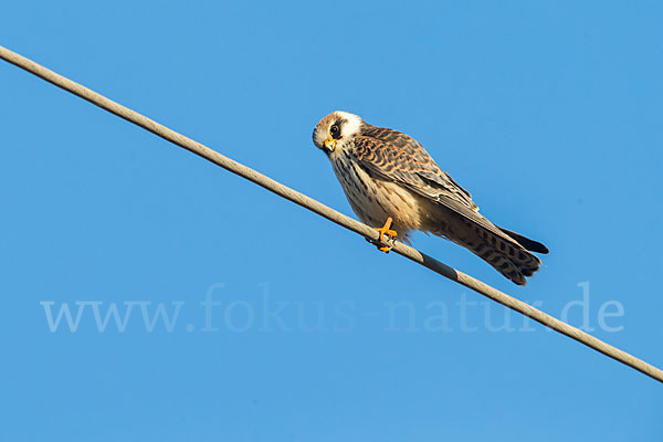 Rotfußfalke (Falco vespertinus)