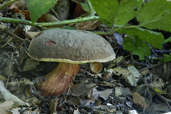 Rotfußröhrling (Xerocomus pruinatus)