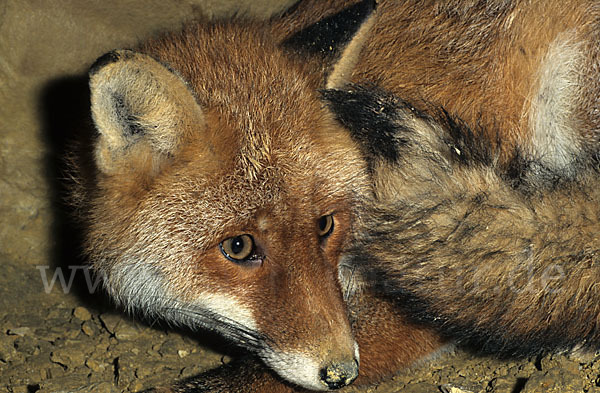 Rotfuchs (Vulpes vulpes)