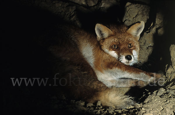 Rotfuchs (Vulpes vulpes)