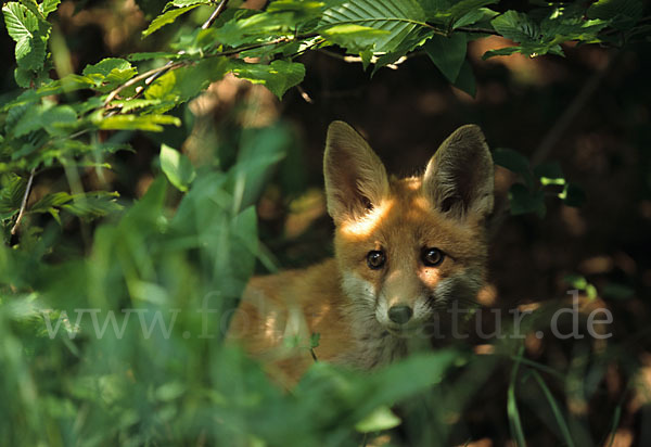 Rotfuchs (Vulpes vulpes)