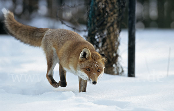 Rotfuchs (Vulpes vulpes)