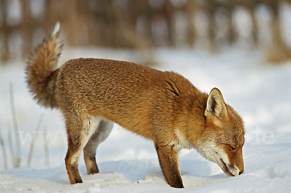 Rotfuchs (Vulpes vulpes)