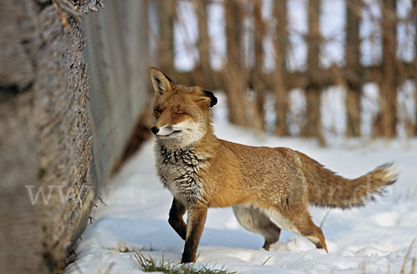 Rotfuchs (Vulpes vulpes)