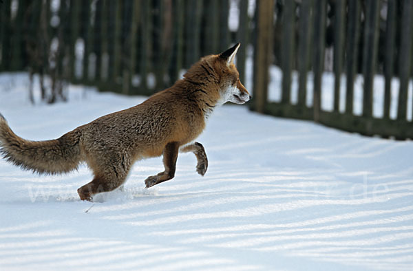 Rotfuchs (Vulpes vulpes)