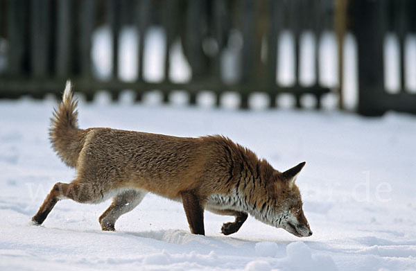 Rotfuchs (Vulpes vulpes)