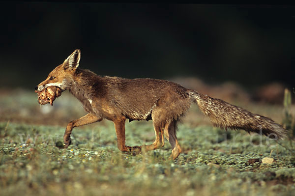 Rotfuchs (Vulpes vulpes)