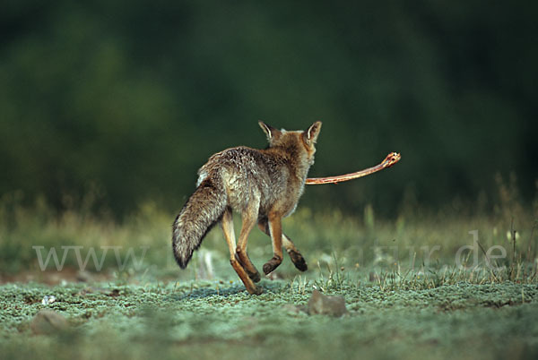 Rotfuchs (Vulpes vulpes)
