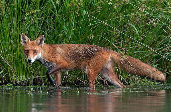 Rotfuchs (Vulpes vulpes)