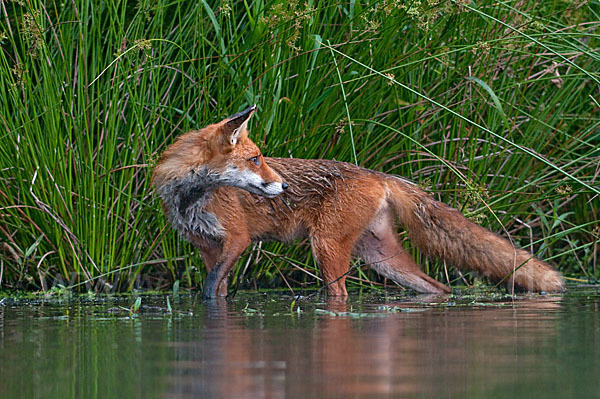 Rotfuchs (Vulpes vulpes)