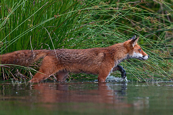 Rotfuchs (Vulpes vulpes)