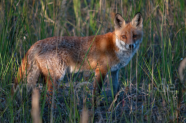 Rotfuchs (Vulpes vulpes)