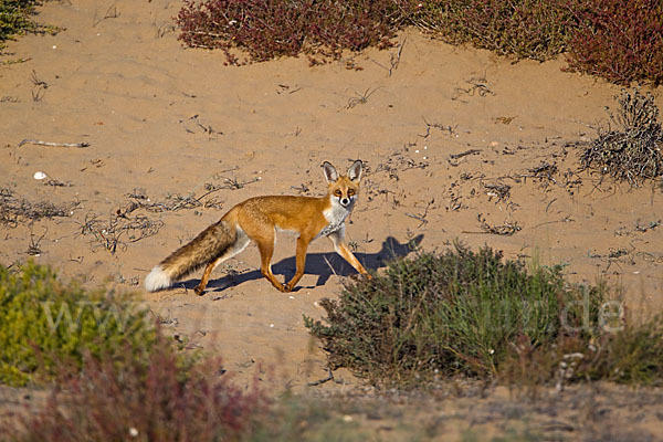 Rotfuchs (Vulpes vulpes)