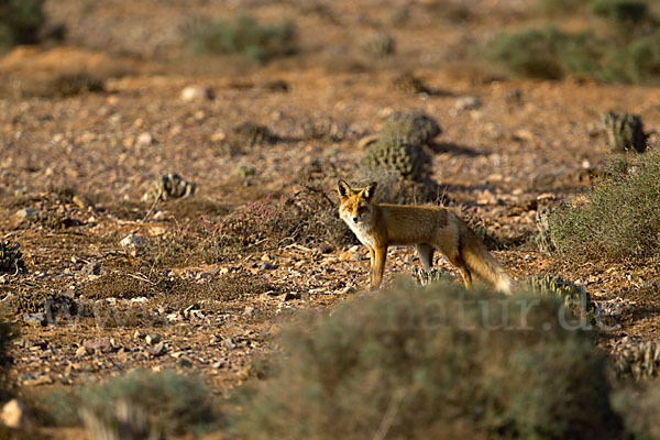 Rotfuchs (Vulpes vulpes)