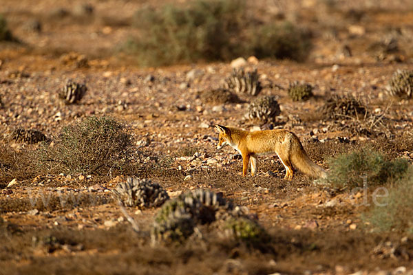 Rotfuchs (Vulpes vulpes)