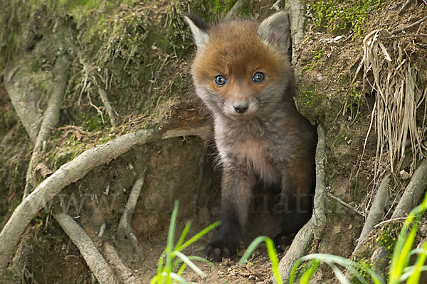 Rotfuchs (Vulpes vulpes)