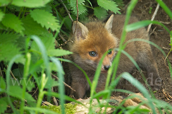 Rotfuchs (Vulpes vulpes)