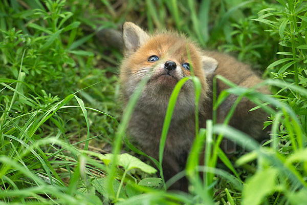 Rotfuchs (Vulpes vulpes)