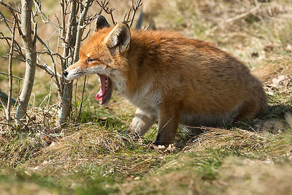 Rotfuchs (Vulpes vulpes)