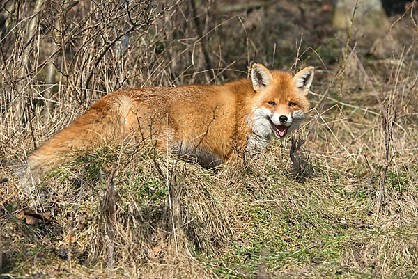 Rotfuchs (Vulpes vulpes)