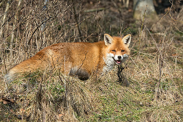 Rotfuchs (Vulpes vulpes)