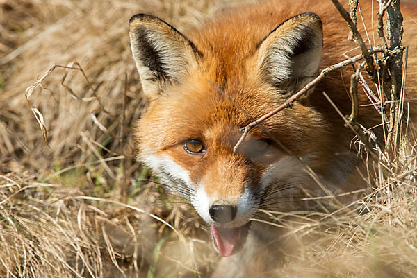 Rotfuchs (Vulpes vulpes)