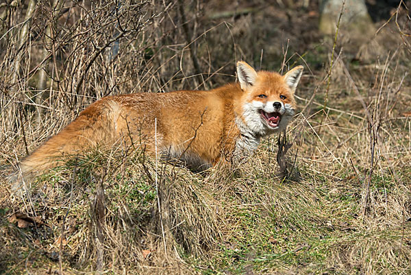 Rotfuchs (Vulpes vulpes)