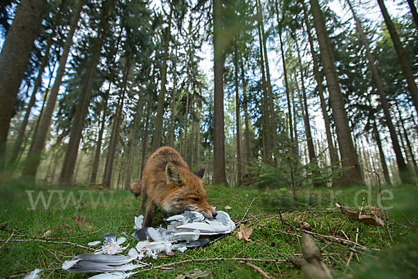 Rotfuchs (Vulpes vulpes)